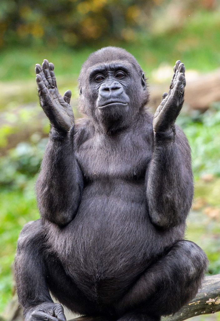 Apenheul gaat op maandag 18 mei weer open!