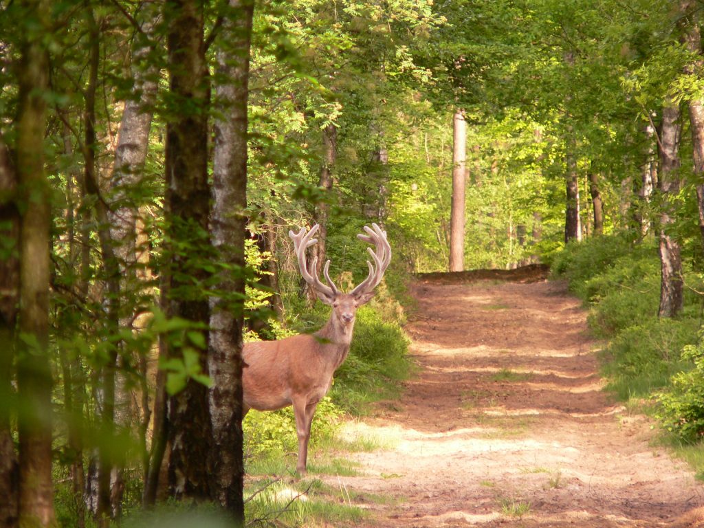 Wandeling cultuur en historie in het Orderbos