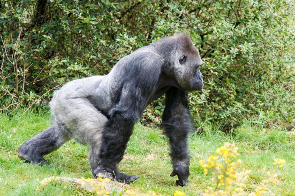 Gorillababy in Apenheul op komst: zilverrug Bao Bao zorgt voor zijn eerste nakomeling!