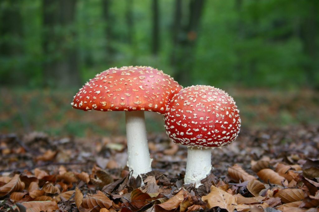 Paddenstoelenwandeling Orderbos