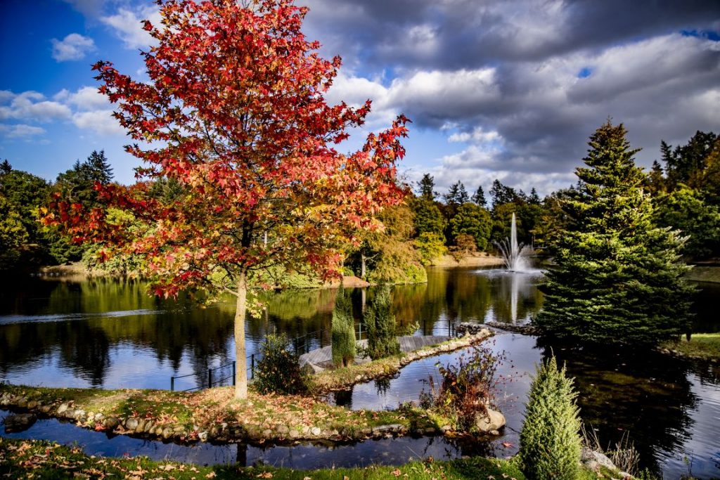 Groot onderhoud vijver park Berg en Bos