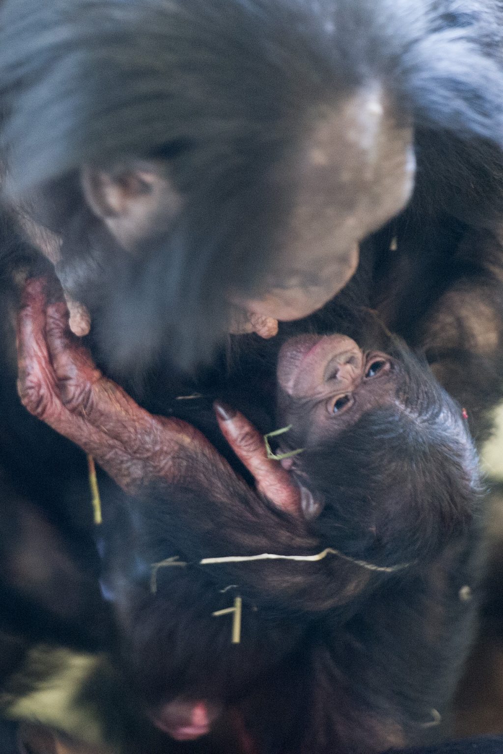 Bonobo geboren in Apenheul!