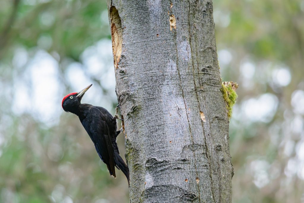 Grootste specht van Europa laat zich horen