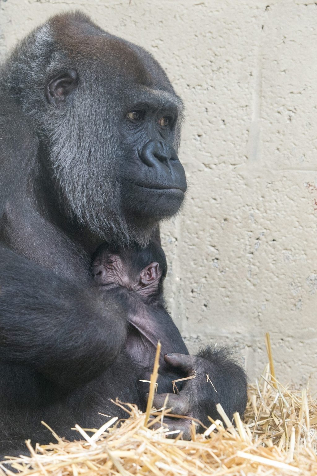Naamverkiezing voor de 50e gorillababy van Apenheul