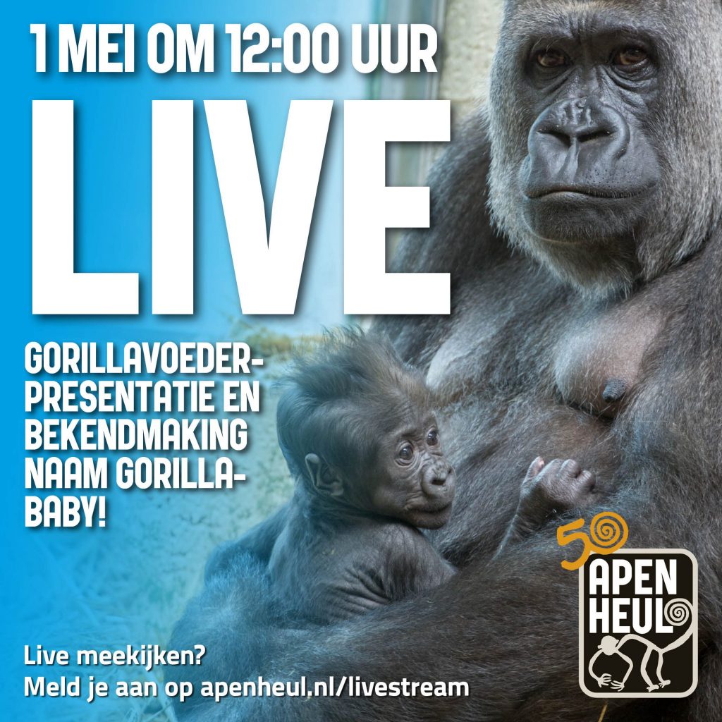 Apenheul gaat apen streamen