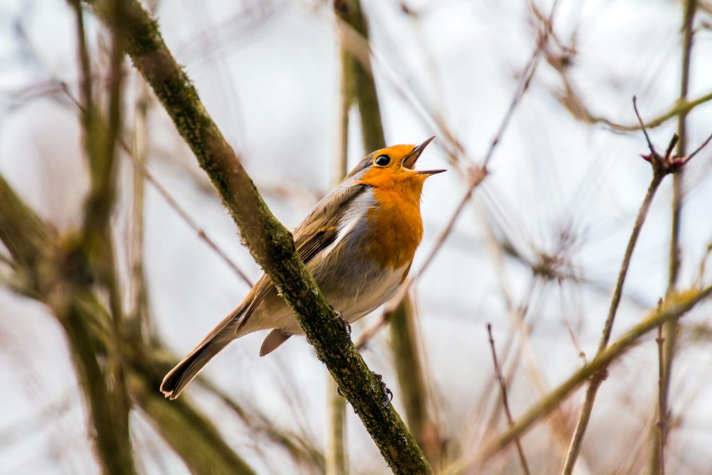 Vogelzang excursie in natuurgebied Bruggelen