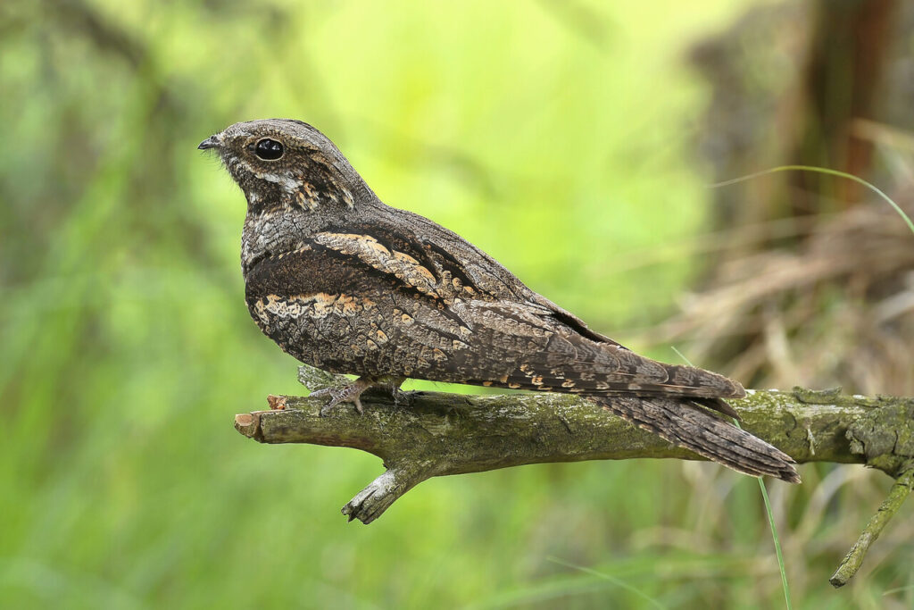 Nachtzwaluw excursie op deLoenermark