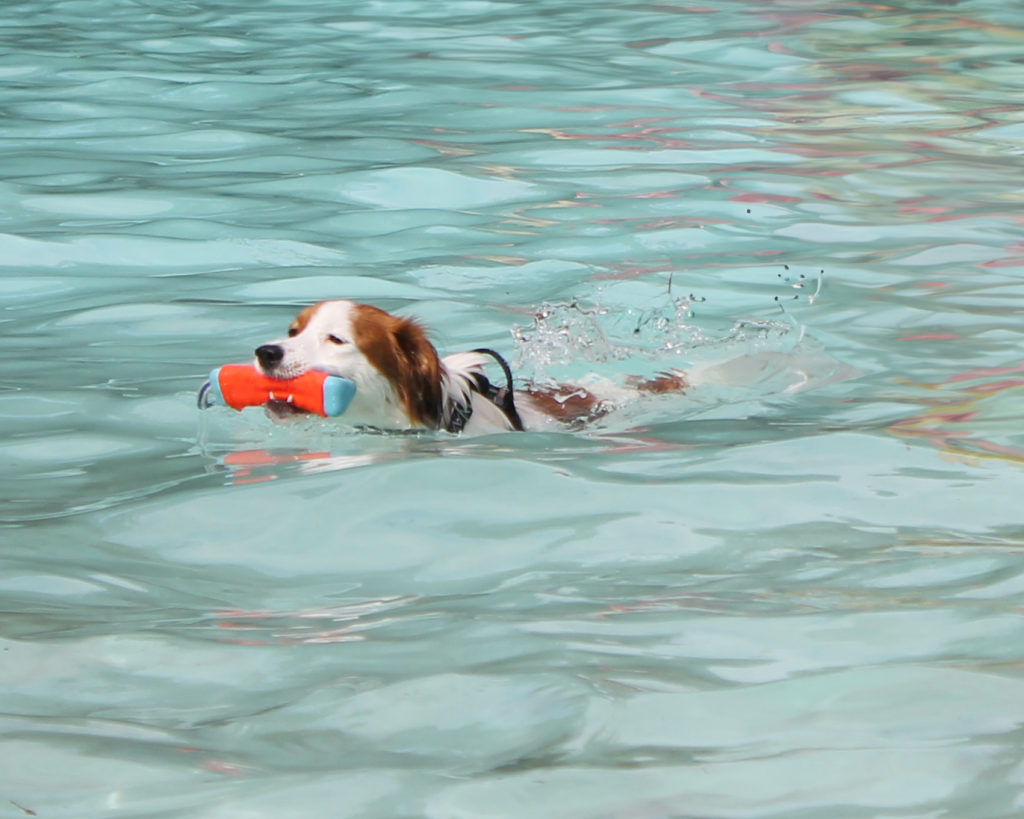 Hondenzwemmen en high tea sluiten het seizoen van Boschbad feestelijk af