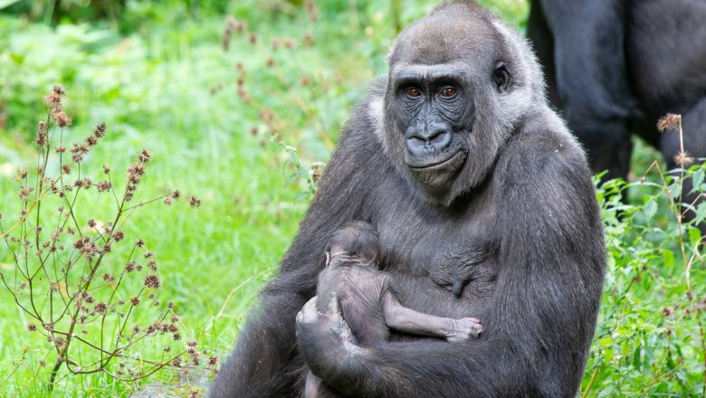 Eerste nakomeling van gorillaleider Banjoko in Apenheul