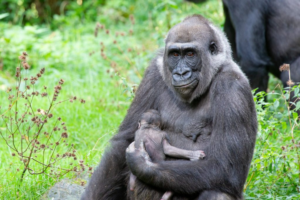 Eerste nakomeling van gorillaleider Banjoko in Apenheul