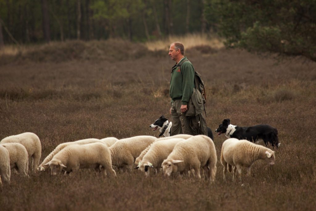 Lammetjes kijken bij de herder op de Loenermark