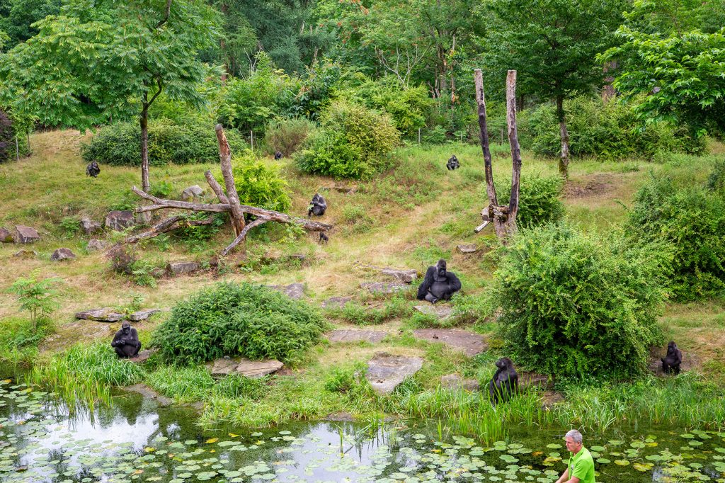 Apenheul heeft grootste gorilla-familiegroep van Nederland