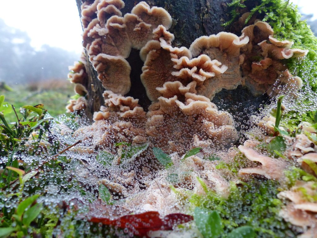 Paddenstoelenwandeling in het Orderbos