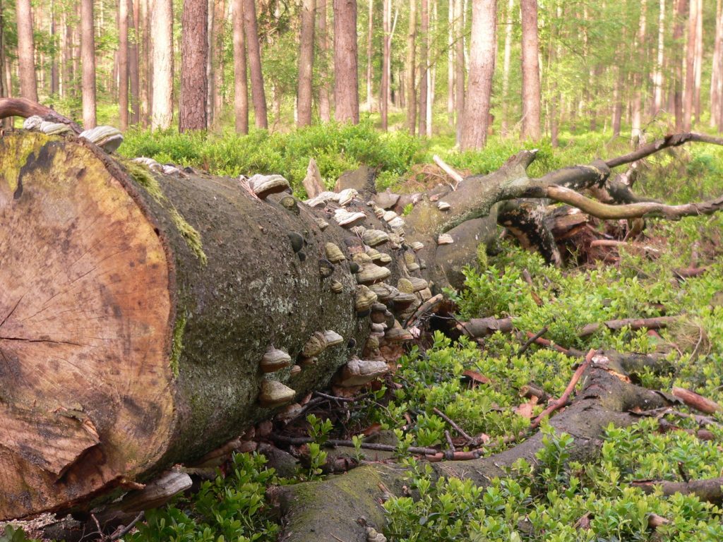 Ontdek het verborgen bosleven onder de grond in het Orderbos