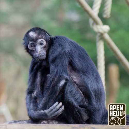 Apenheul neemt afscheid van icoon: oudste bewoner Pepi (57) op oudejaarsdag overleden