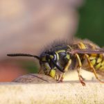 Meer dan 1.750 wespennesten gered door diervriendelijke aanpak