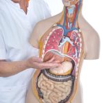 Informatieavond over maag- en slokdarmkanker bij Gelre Apeldoorn