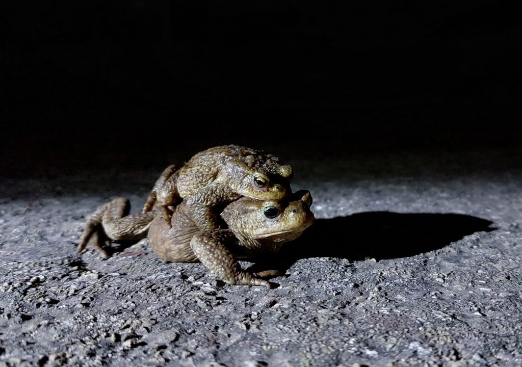 Dierenbescherming zoekt paddenoverzetters in Apeldoorn