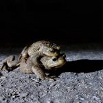 Dierenbescherming zoekt paddenoverzetters tijdens paddentrek in Apeldoorn