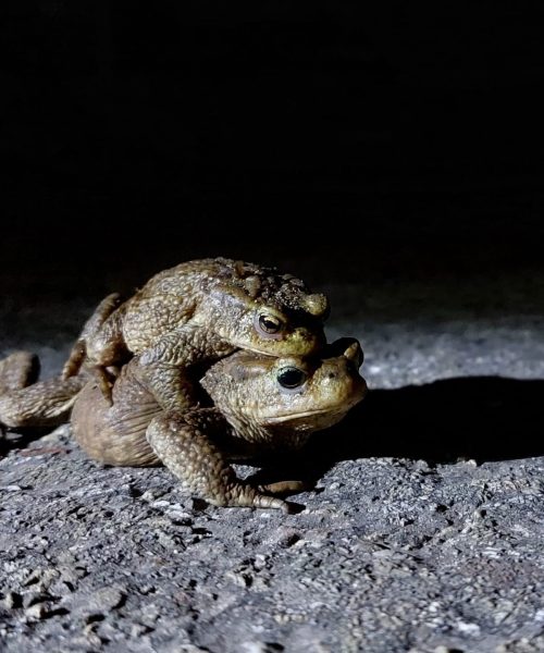 Dierenbescherming zoekt paddenoverzetters tijdens paddentrek in Apeldoorn