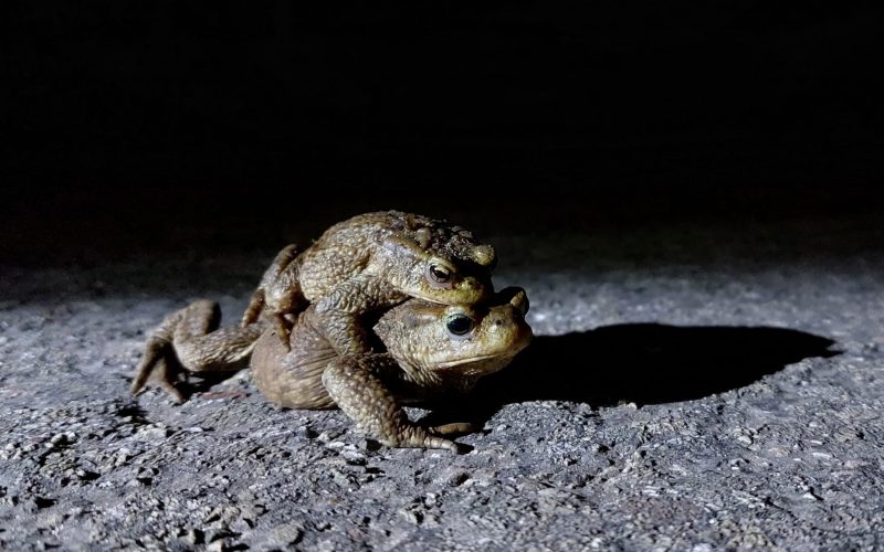 Dierenbescherming zoekt paddenoverzetters tijdens paddentrek in Apeldoorn