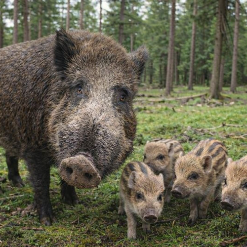 Gemeente Apeldoorn gaat mannelijke wilde zwijnen in Park Berg en Bos doden