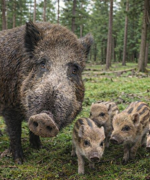 Gemeente Apeldoorn gaat mannelijke wilde zwijnen in Park Berg en Bos doden
