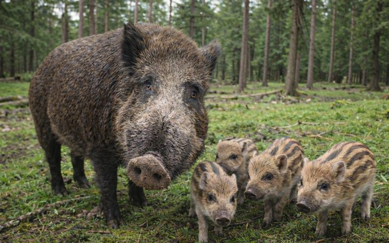 Gemeente Apeldoorn gaat mannelijke wilde zwijnen in Park Berg en Bos doden