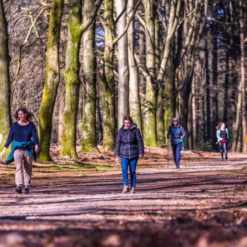 8e Midden-Veluwe Wandeltocht: twee dagen wandelen door bos, heide en stuwwallen