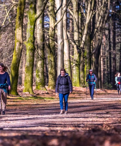 8e Midden-Veluwe Wandeltocht: twee dagen wandelen door bos, heide en stuwwallen