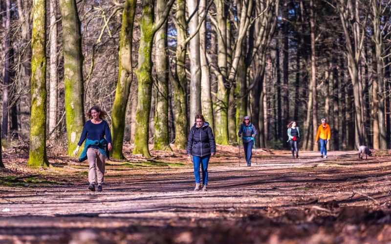 8e Midden-Veluwe Wandeltocht: twee dagen wandelen door bos, heide en stuwwallen