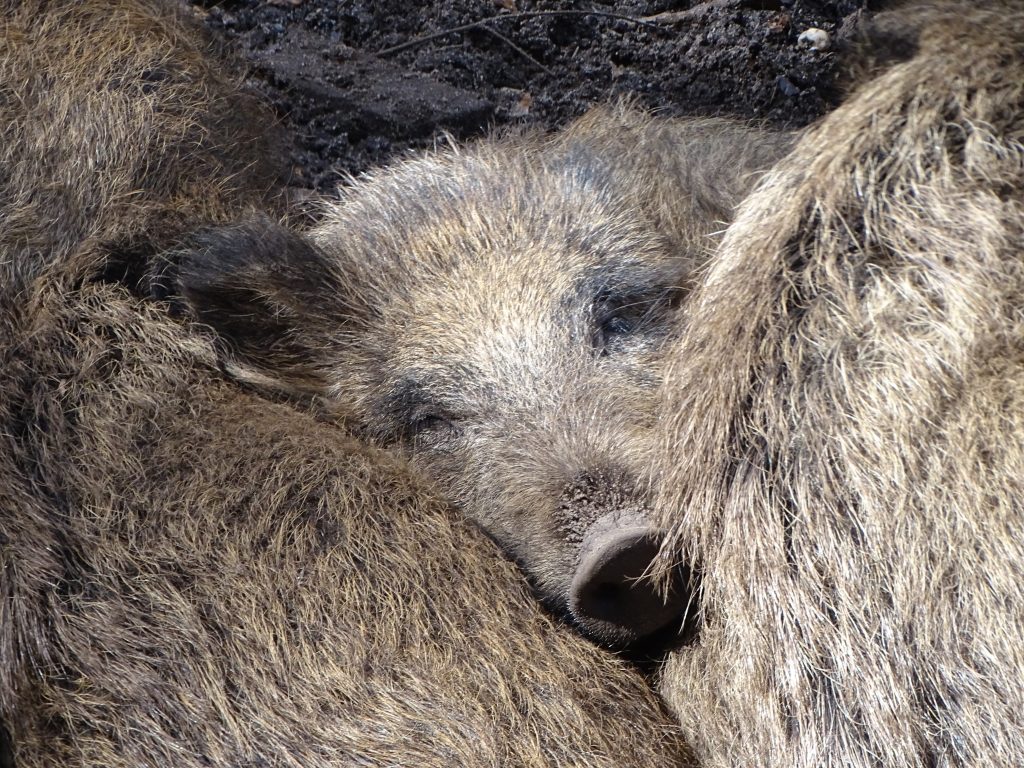 Ophef over afschot wilde zwijnen in Park Berg en Bos Apeldoorn