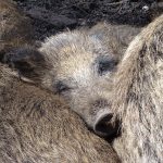 Faunabescherming en Partij voor de Dieren verontwaardigd over afschot wilde zwijnen
