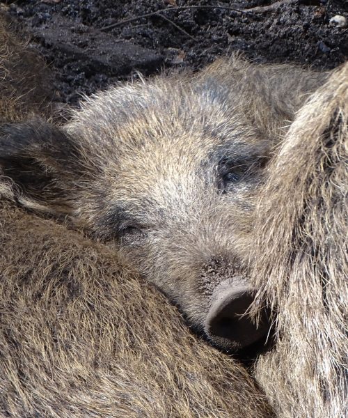 Faunabescherming en Partij voor de Dieren verontwaardigd over afschot wilde zwijnen