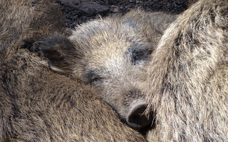 Faunabescherming en Partij voor de Dieren verontwaardigd over afschot wilde zwijnen