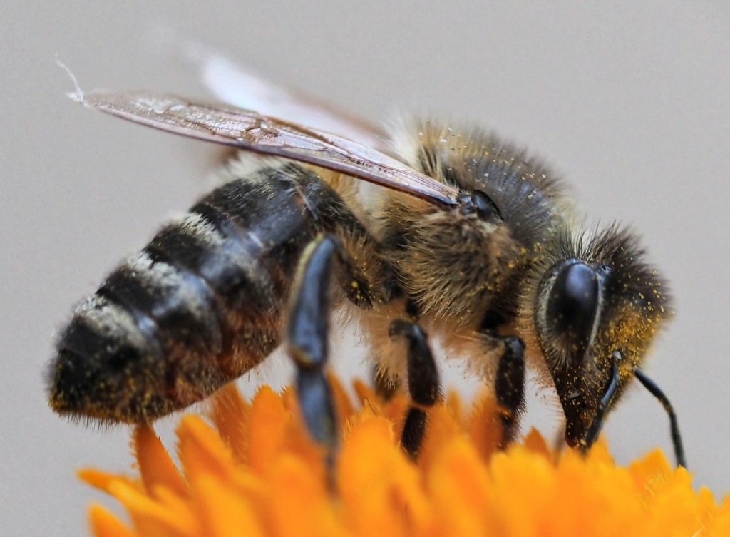 Themabijeenkomst over zwarte honingbij bij Partij voor de Dieren Apeldoorn