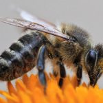 Themabijeenkomst over zwarte honingbij bij Partij voor de Dieren Apeldoorn