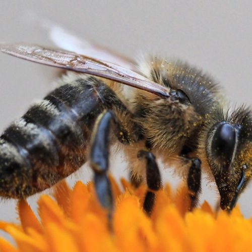 Themabijeenkomst over zwarte honingbij bij Partij voor de Dieren Apeldoorn