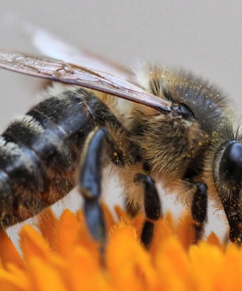 Themabijeenkomst over zwarte honingbij bij Partij voor de Dieren Apeldoorn