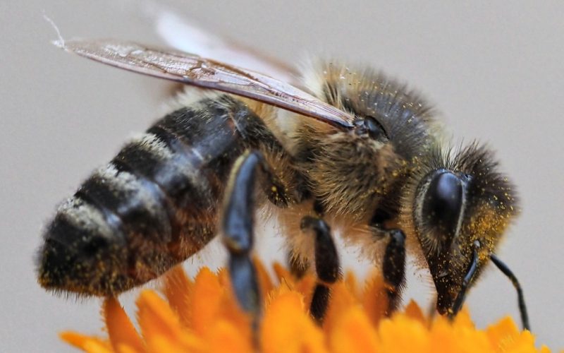 Themabijeenkomst over zwarte honingbij bij Partij voor de Dieren Apeldoorn