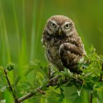 Inwoners Uddel kunnen meedoen aan project voor meer natuur en biodiversiteit