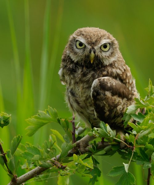 Inwoners Uddel kunnen meedoen aan project voor meer natuur en biodiversiteit