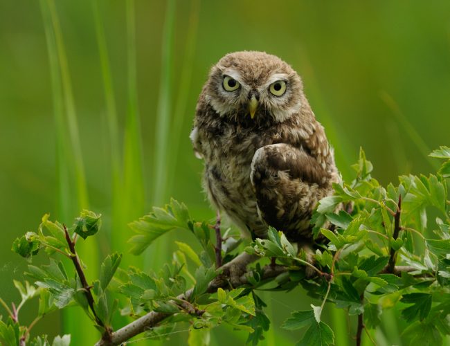 Inwoners Uddel kunnen meedoen aan project voor meer natuur en biodiversiteit