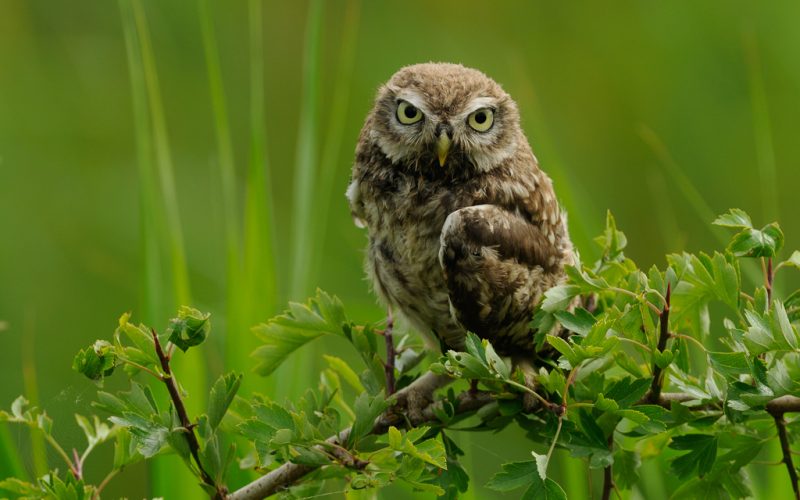 Inwoners Uddel kunnen meedoen aan project voor meer natuur en biodiversiteit