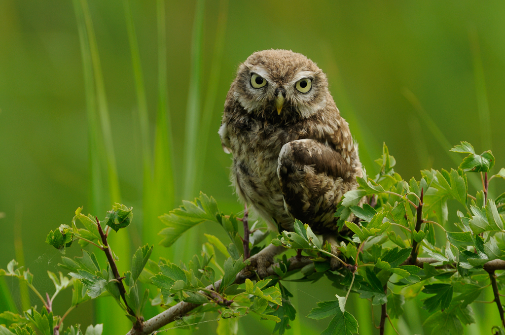 Inwoners Uddel kunnen meedoen aan project voor groenblauwe dooradering