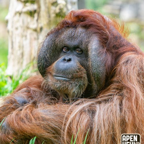 Apenheul neemt afscheid van geliefde orang-oetan Kevin
