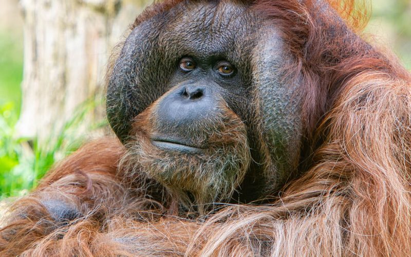 Apenheul neemt afscheid van geliefde orang-oetan Kevin