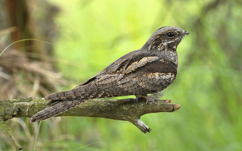 Op zoek naar een van de meest mysterieuze vogels van Nederland