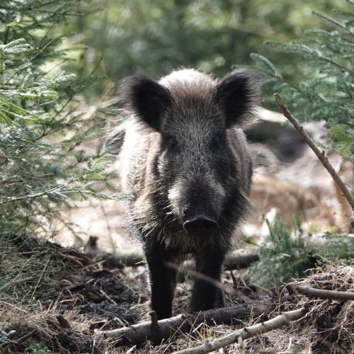 Acht wilde zwijnen verhuisd van Berg en Bos naar Zoo Veldhoven