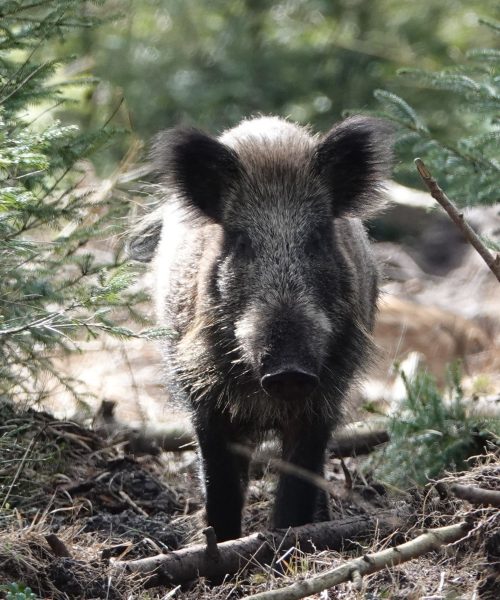 Acht wilde zwijnen verhuisd van Berg en Bos naar Zoo Veldhoven